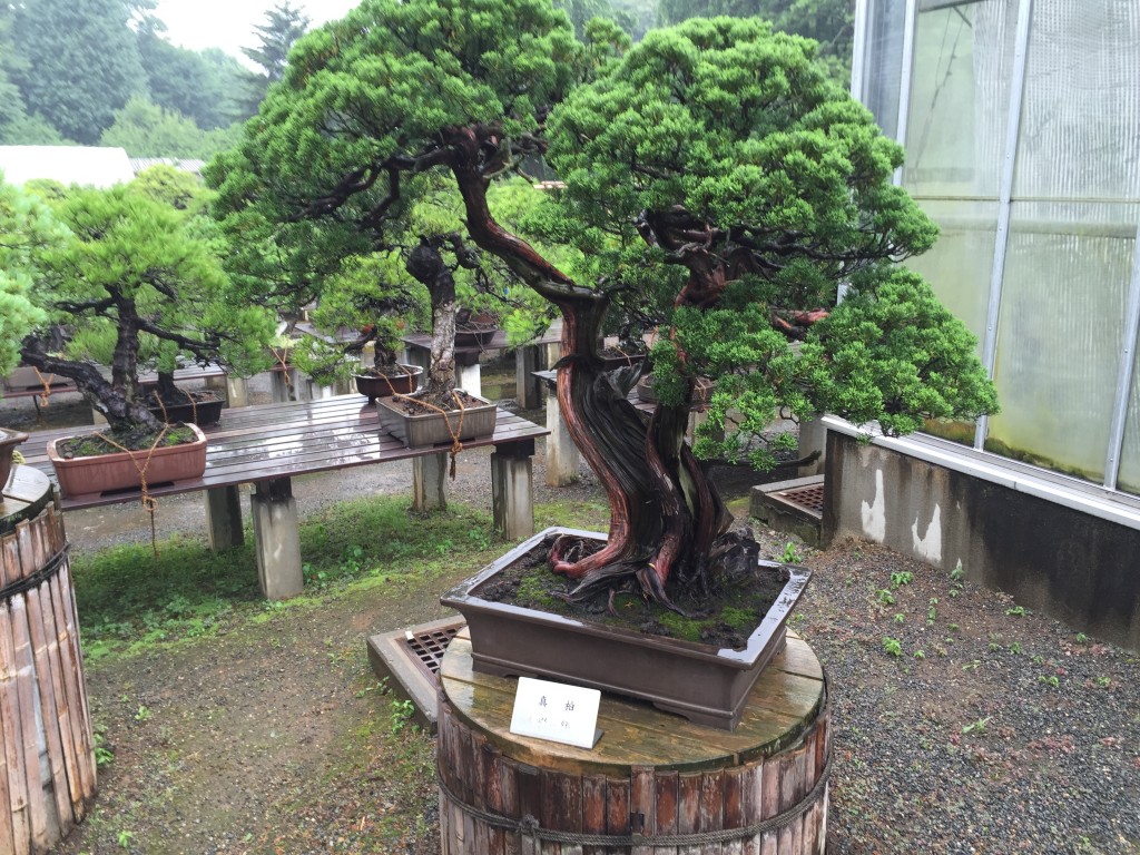 Bonsai trees at the Ohmichi Garden at the Imperial Palace