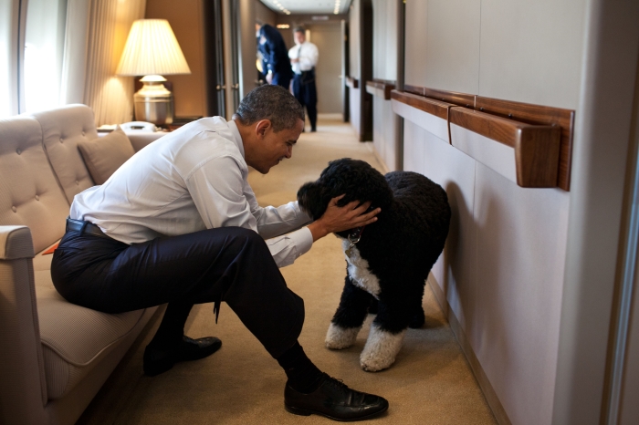 President Obama plays with his dog Bo aboard Air Force One. (White House)