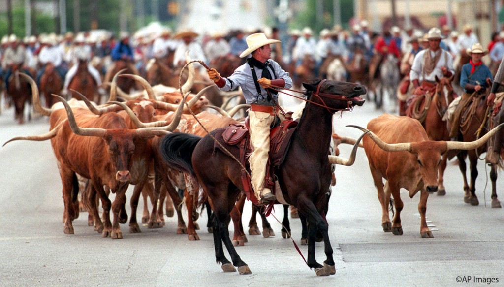 Tom Scott, a top hand, helps herd fifteen Texas Longhorns steers down North Main Street in Fort Worth, Texas, towards the city's Stockyards, Saturday, June 12, 1999. Some 200 handlers and other people on horseback turned out for the historic Longhorn drive, as part of cowtown's 150th anniversary, which has been going on all week. The steer in Saturday's processional are set to become a permanent tourist attraction in the Stockyards. (AP Photo/Ronald Martinez)