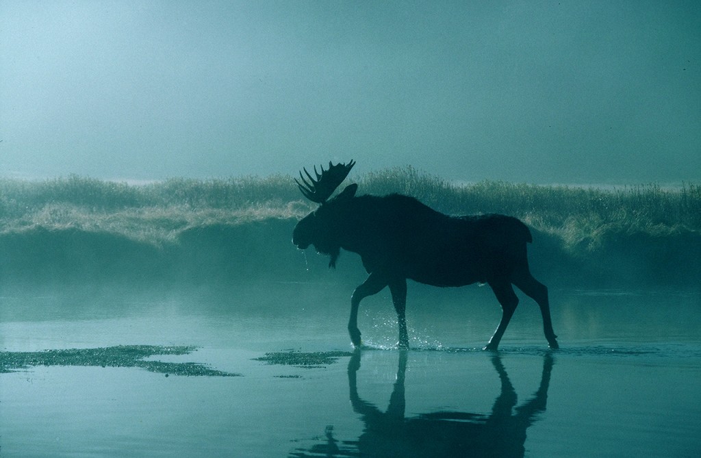 イエローストーンは野生動物の宝庫。早朝の川の中を歩くムース (©Osamu Hoshino)