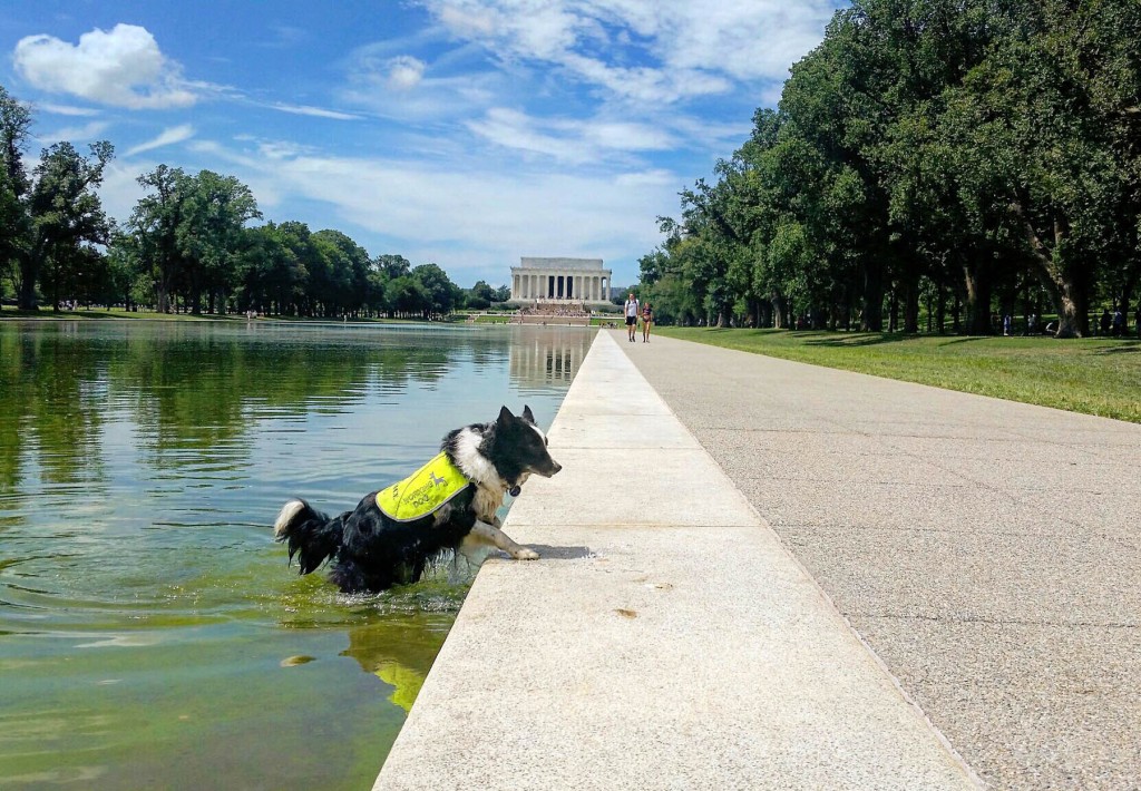 Belle patrols the Reflecting Pool — inside and out — to keep geese away. (Courtesy photo)