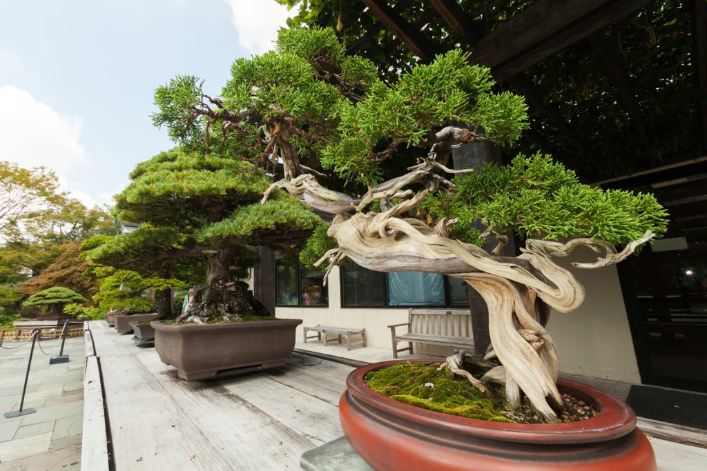 At the right is a Sargent Juniper, from the Japanese collection. This bonsai has been in training since 1905. (U.S. National Arboretum/Stephen Ausmus)
