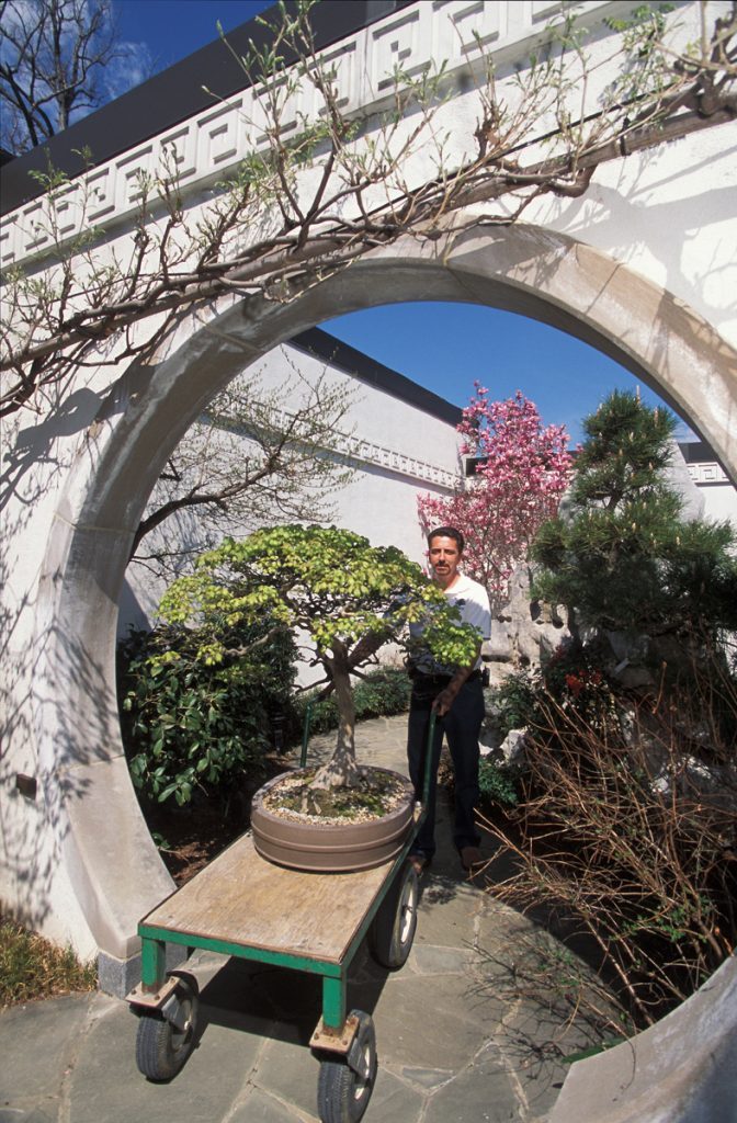 樹齢100年のトウカエデを日本展示館に移すジャック・サスティック学芸員 (U.S. National Arboretum/Stephen Ausmus)