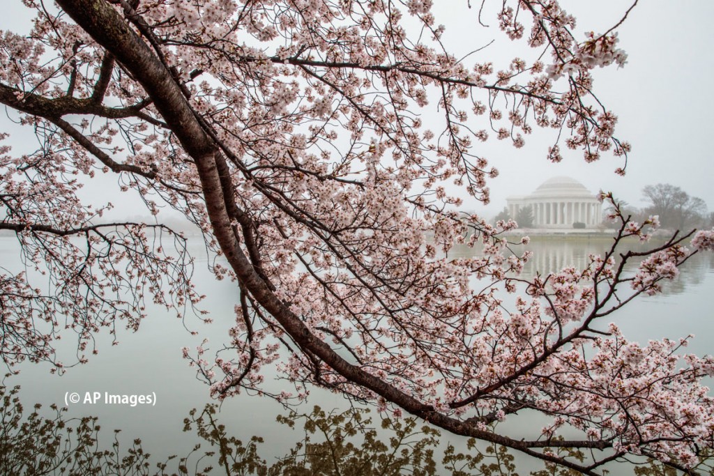 Washington Sakura1 « American View