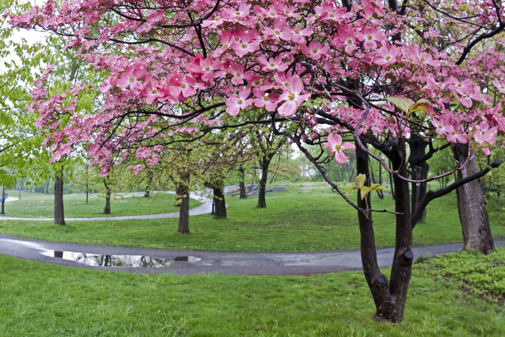 ニューヨーク・セントラルパークに咲くハナミズキの花 (Shutterstock)