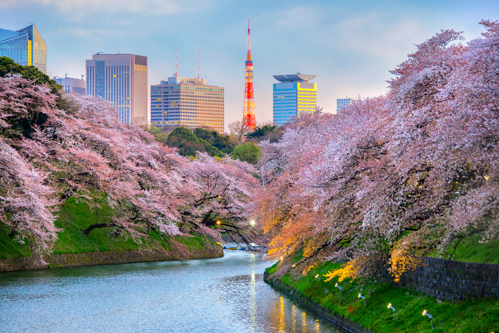 東京都千代田区・千鳥ヶ淵公園の桜 (Shutterstock)
