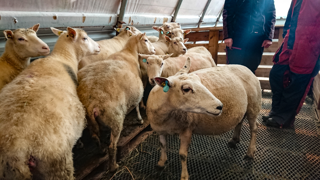 ハードドッグ社の耳タグを装着したノルウェーの羊 (© Oscar Hovde Berntsen)