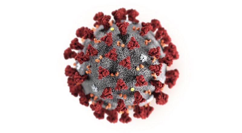 アメリカ疾病予防管理センターによる2019年新型コロナウイルスのイラスト(© Centers for Disease Control and Prevention/AP Images)