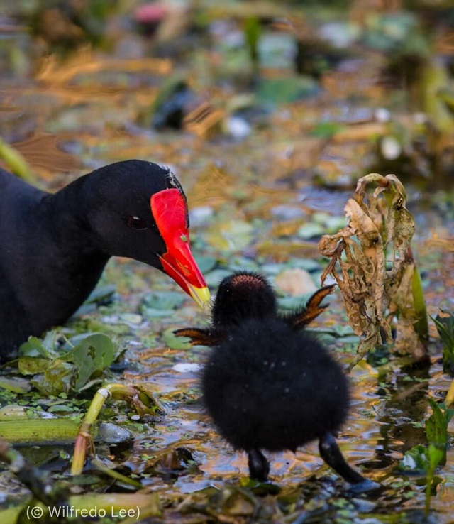 A common gallinule watches a chick at Wakodahatchee Wetlands in Delray Beach, Florida, in 2014. (© Wilfredo Lee)