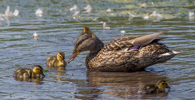 A female mallard duck swims with her chicks in a wetland wildlife area in Minnesota. (© Shutterstock)