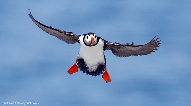 An Atlantic puffin lands on Eastern Egg Rock, a small island off the coast of Maine. The nearly 13,000-square-kilometer area of Northeast Canyons and Seamounts National Monument is especially important to Maine’s vulnerable Atlantic puffins. (© Robert F. Bukaty/AP Images)