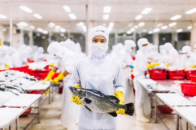 A worker holds a barramundi — a type of white fish high in omega-3 fatty acids — at Australis’ processing plant. (© Australis)