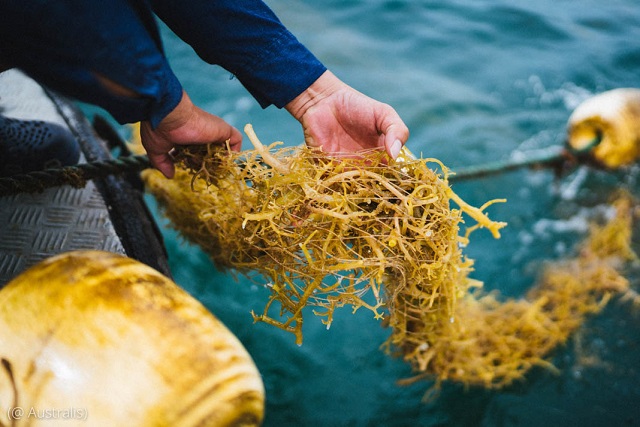 オーストラリス社は、飼料に混ぜると牛のメタン排出量を削減できる海藻の養殖に取り組む (© Australis)