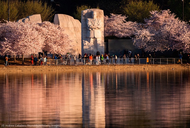 ワシントンのマーティン・ルーサー・キング・ジュニア記念館。キング牧師の命日である4月4日前後に毎年桜が開花する (© Andrew Caballero-Reynolds/AFP/Getty Images)