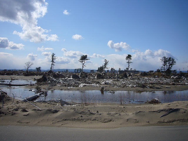 津波の被害を受けた後も残った仙台空港付近のクロマツの防潮林。2011年3月27日（著者提供）