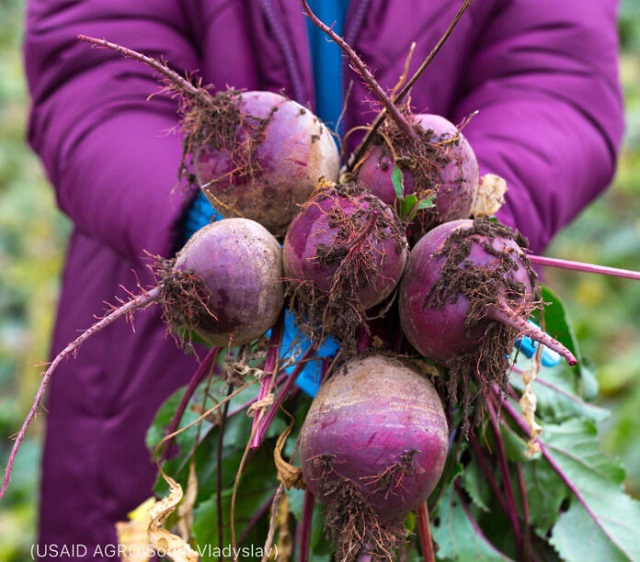 Beets harvested from a field in Ukraine. (USAID AGRO/Sodel Vladyslav)