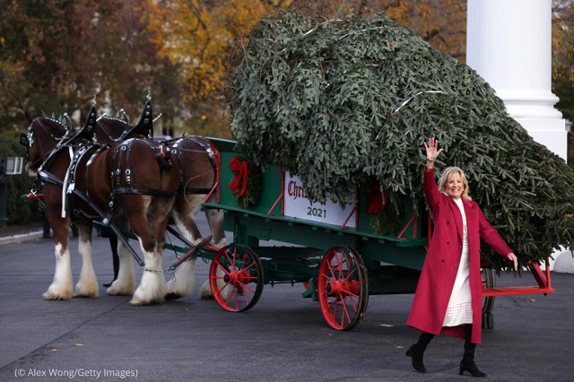 2021年、ホワイトハウスの北庭でホワイトハウス用クリスマスツリーを受け取るジル・バイデン大統領夫人 (© Alex Wong/Getty Images)