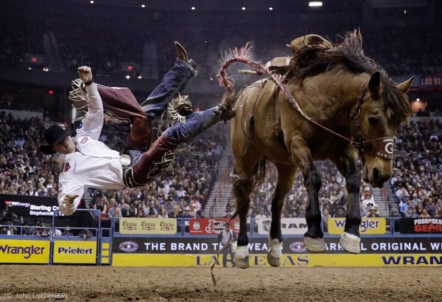 ラスベガスのロデオで、馬から投げ出されるカウボーイ。「Rodeo」はスペイン語だが、英語としても使われている (© John Locher/AP)
