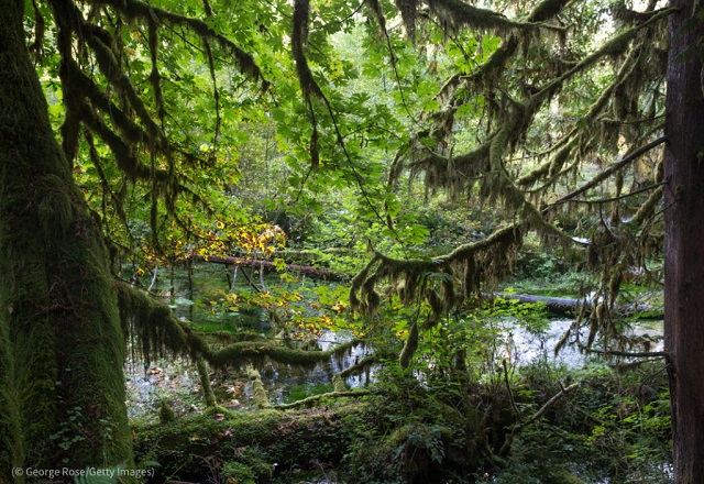 コケに覆われたスギ、ヘムロック、トウヒ、ヒロハカエデの木々。2021年9月15日、ワシントン州フォークス近郊のホー温帯雨林にて (© George Rose/Getty Images)