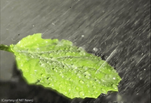 A green cabbage leaf is treated with pesticide-laden water using AgZen’s technology. By cloaking droplets in a tiny amount of plant-derived oil, the droplets stick to the leaf, minimizing over-spraying, waste and pollution. (Courtesy of MIT News)